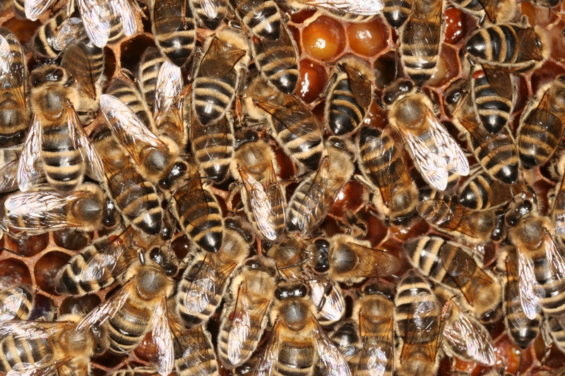 Suchbild - Varroamilben im Volk Suchbild - Varroamilben im Volk